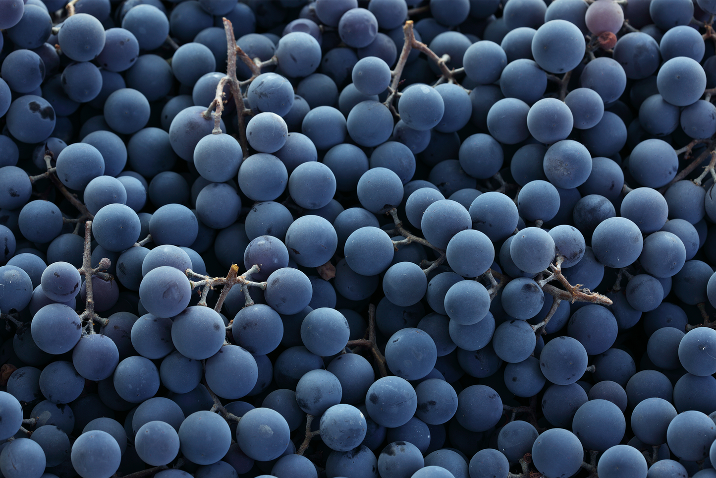 Grappa Sibona Barolo