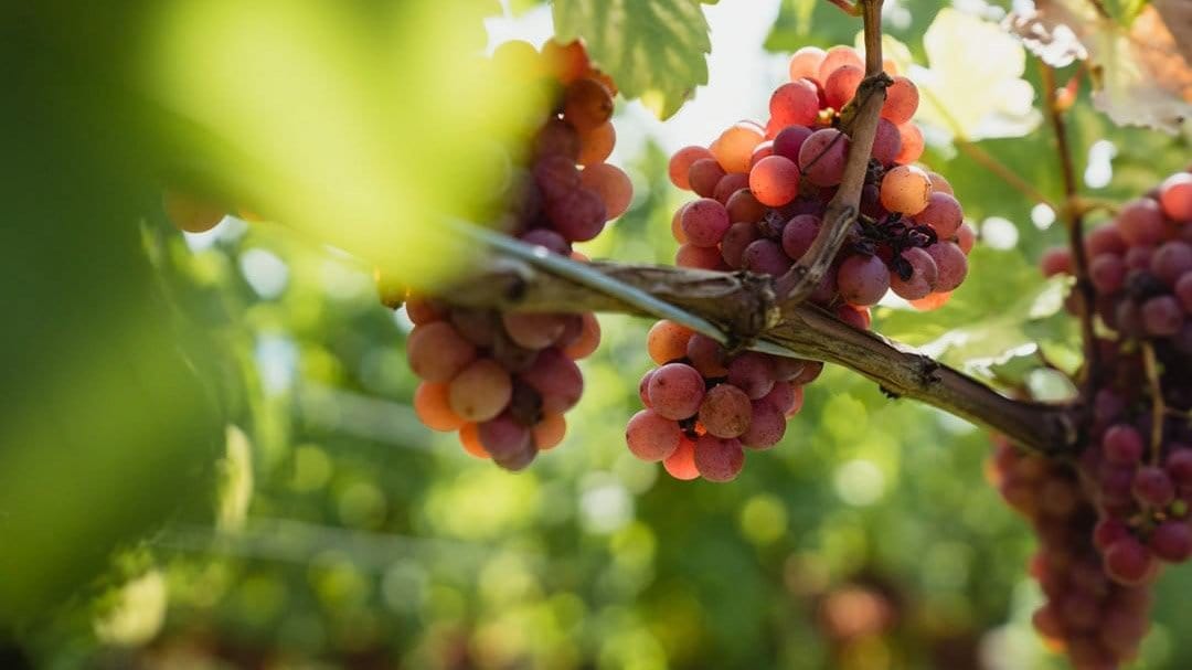 Belsazar Vermouth – Der Deutsche Wermut