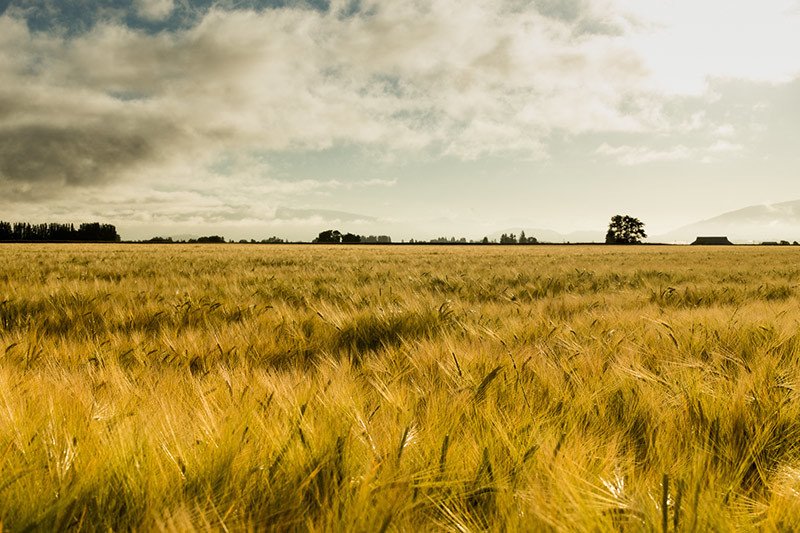 Westland Peated Whiskey