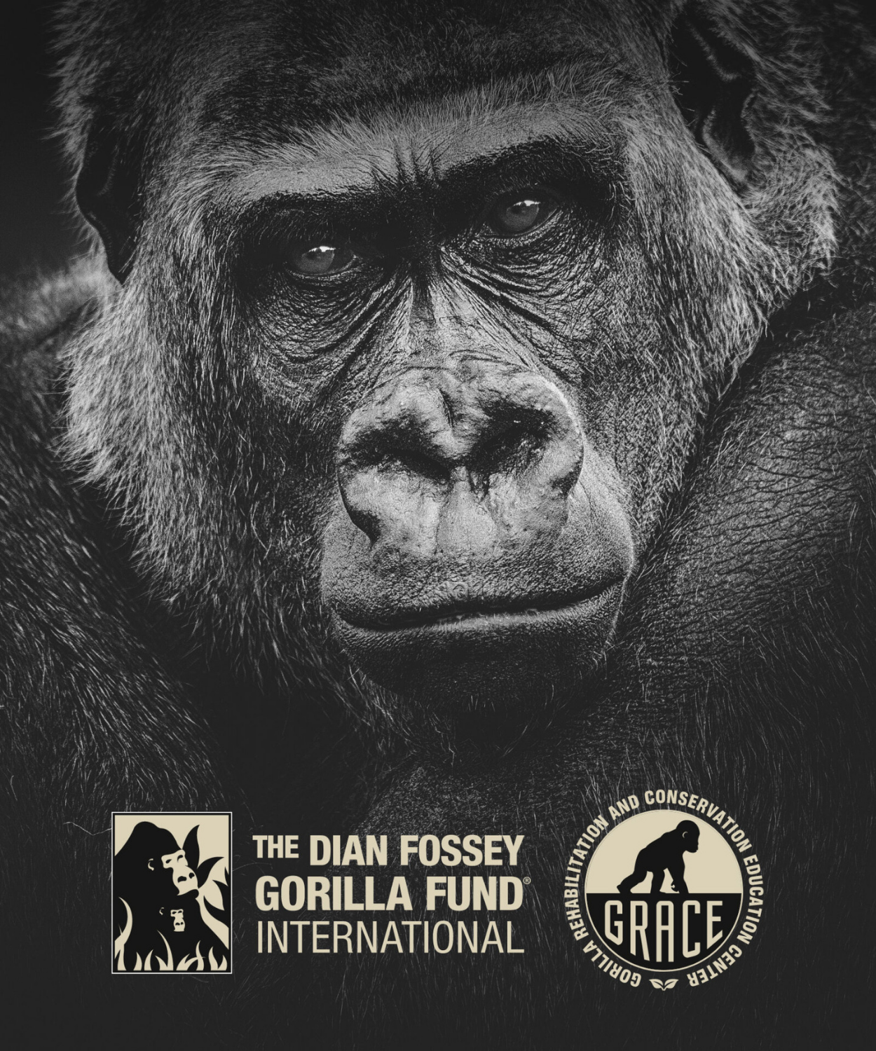 Kong Rainforest Rum Black 12 Years - Geschenkbox