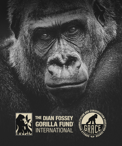 Kong Rainforest Rum Black 12 Years - Geschenkbox