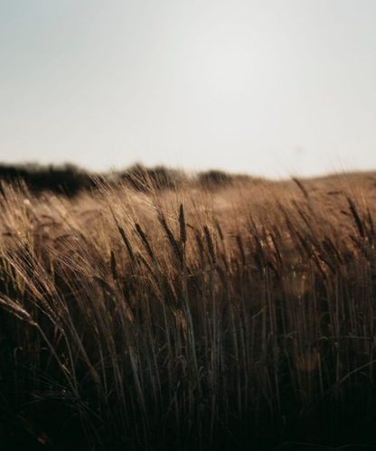 GlenAllachie 11 y.o Premier Cru Classe Wine Finish