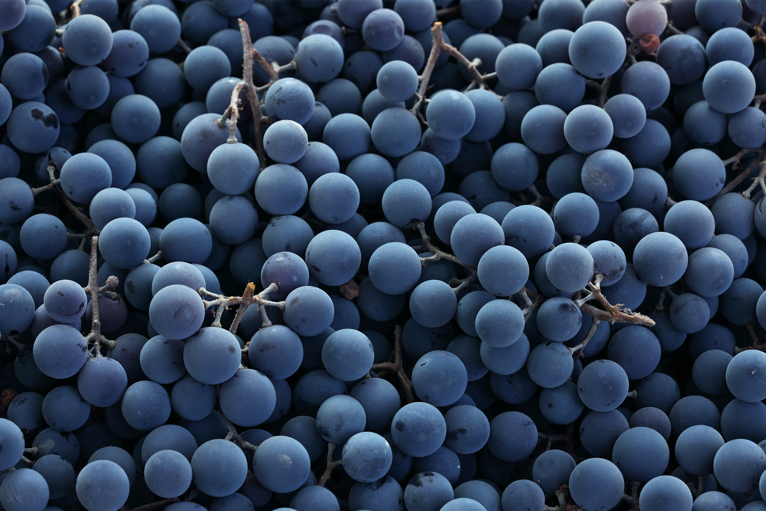 Grappa Sibona Barolo