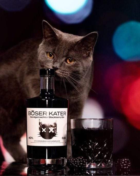 Böser Kater Blackberry